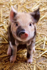 cute-piglet